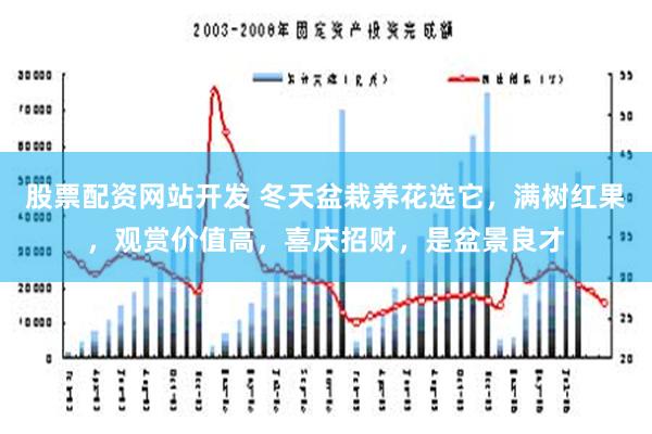 股票配资网站开发 冬天盆栽养花选它，满树红果，观赏价值高，喜庆招财，是盆景良才